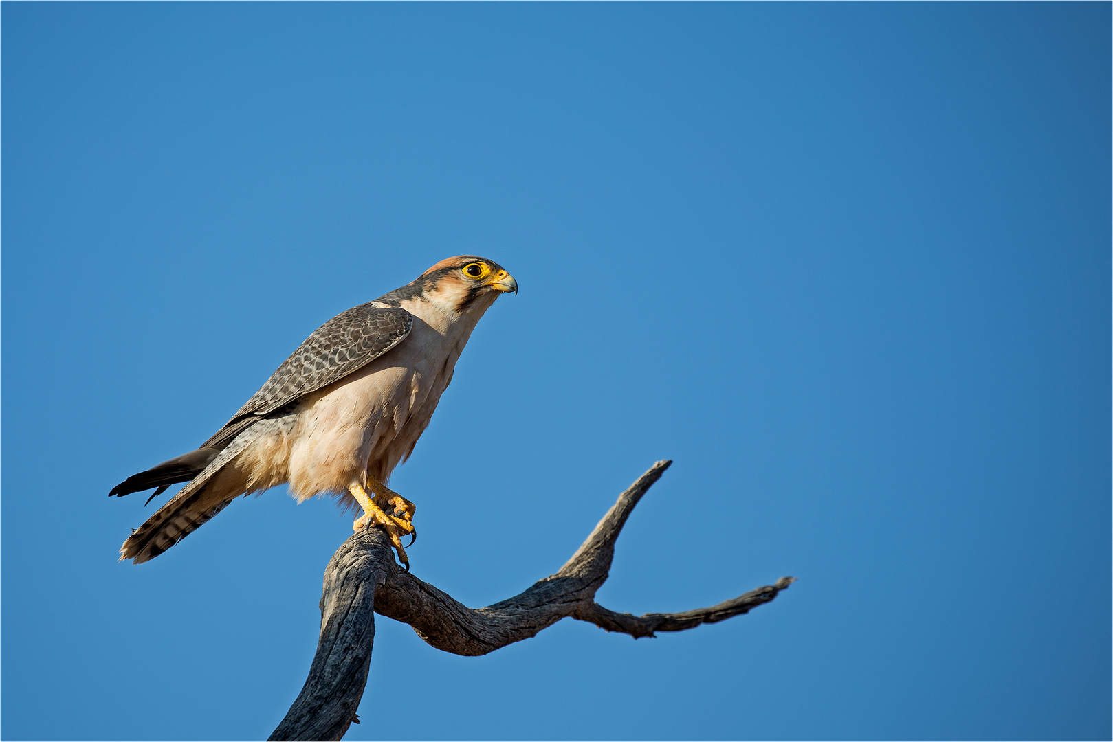 Der Lannerfalke