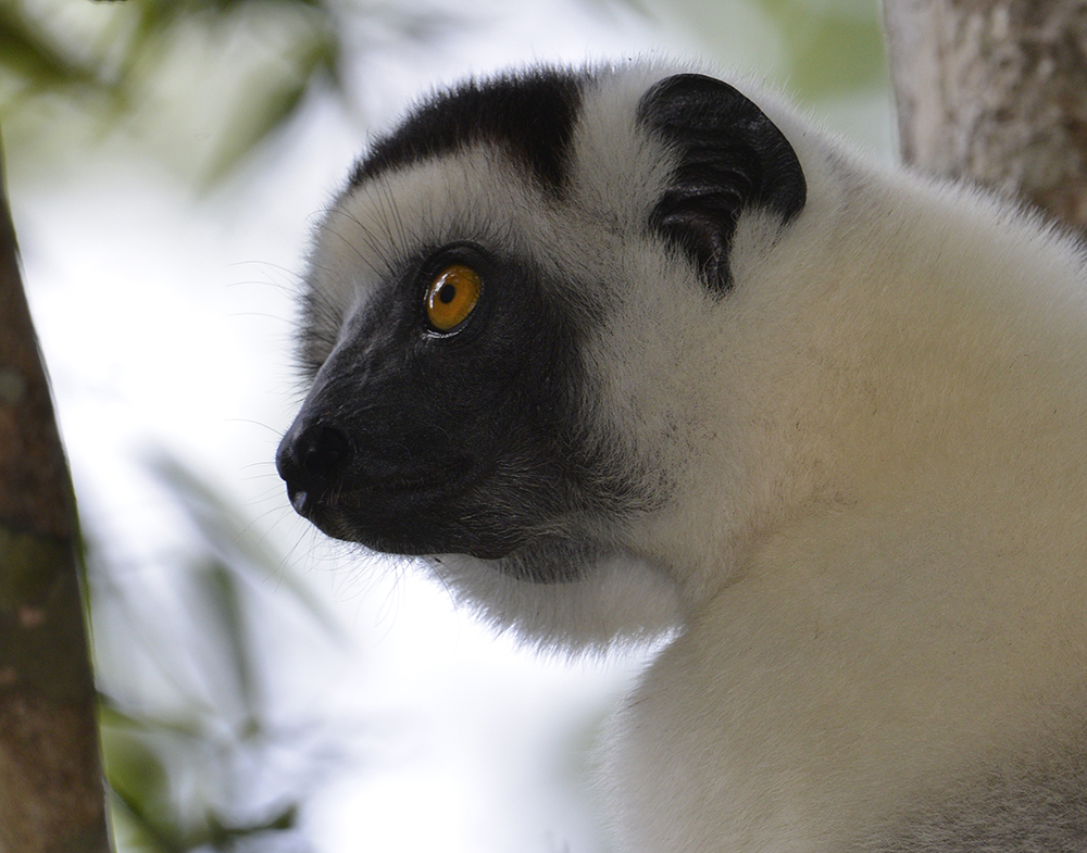 Der Larven-Sifaka