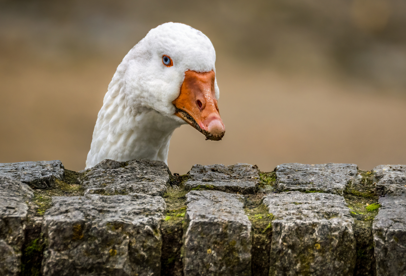 "DER LASS MICH BLOSS IN RUHEBLICK"