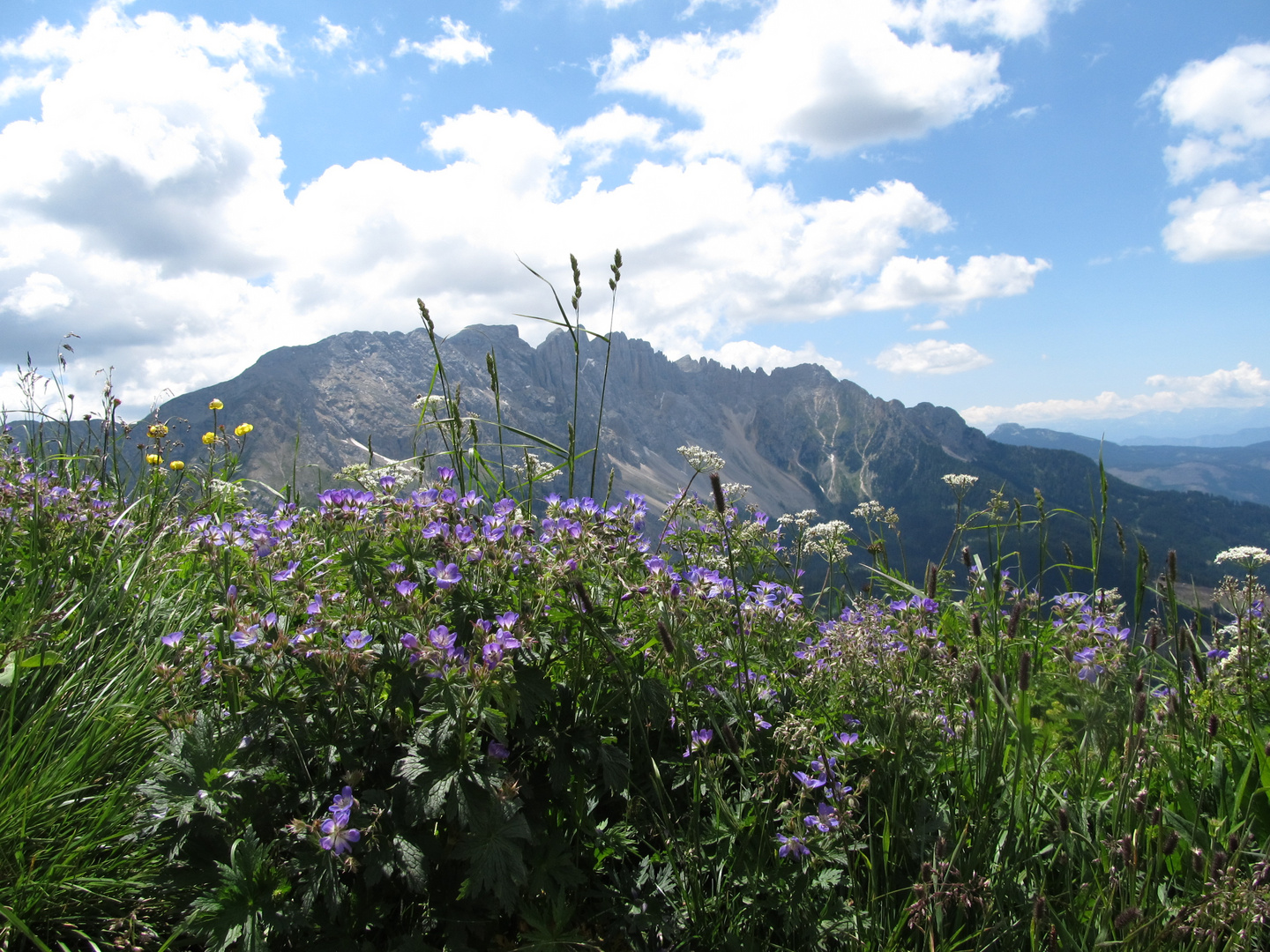Der Latemar in Südtirol einmal durch die Blume gesehen