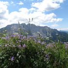 Der Latemar in Südtirol einmal durch die Blume gesehen