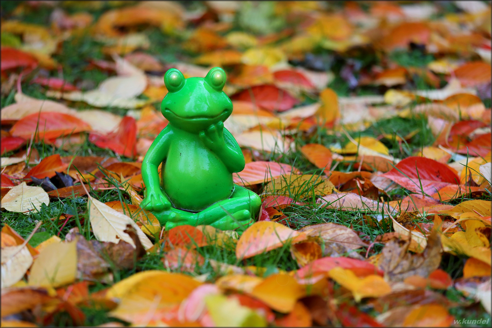 der Laubfrosch