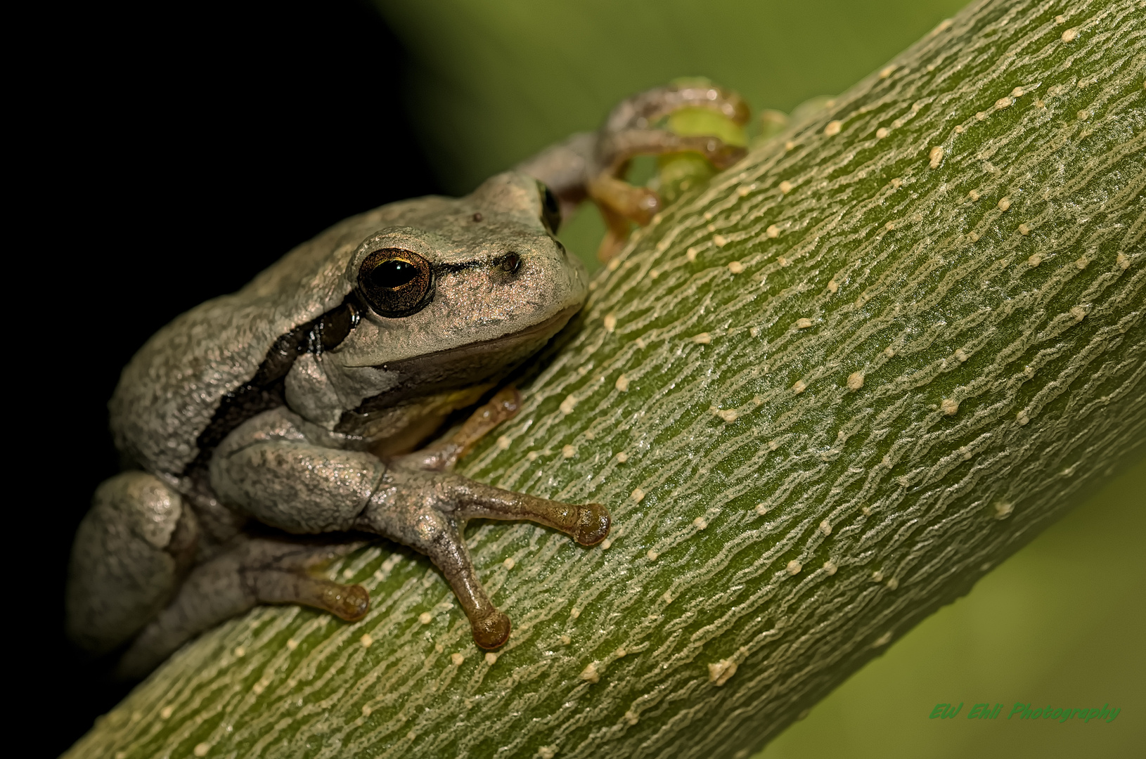 Der Laubfrosch...