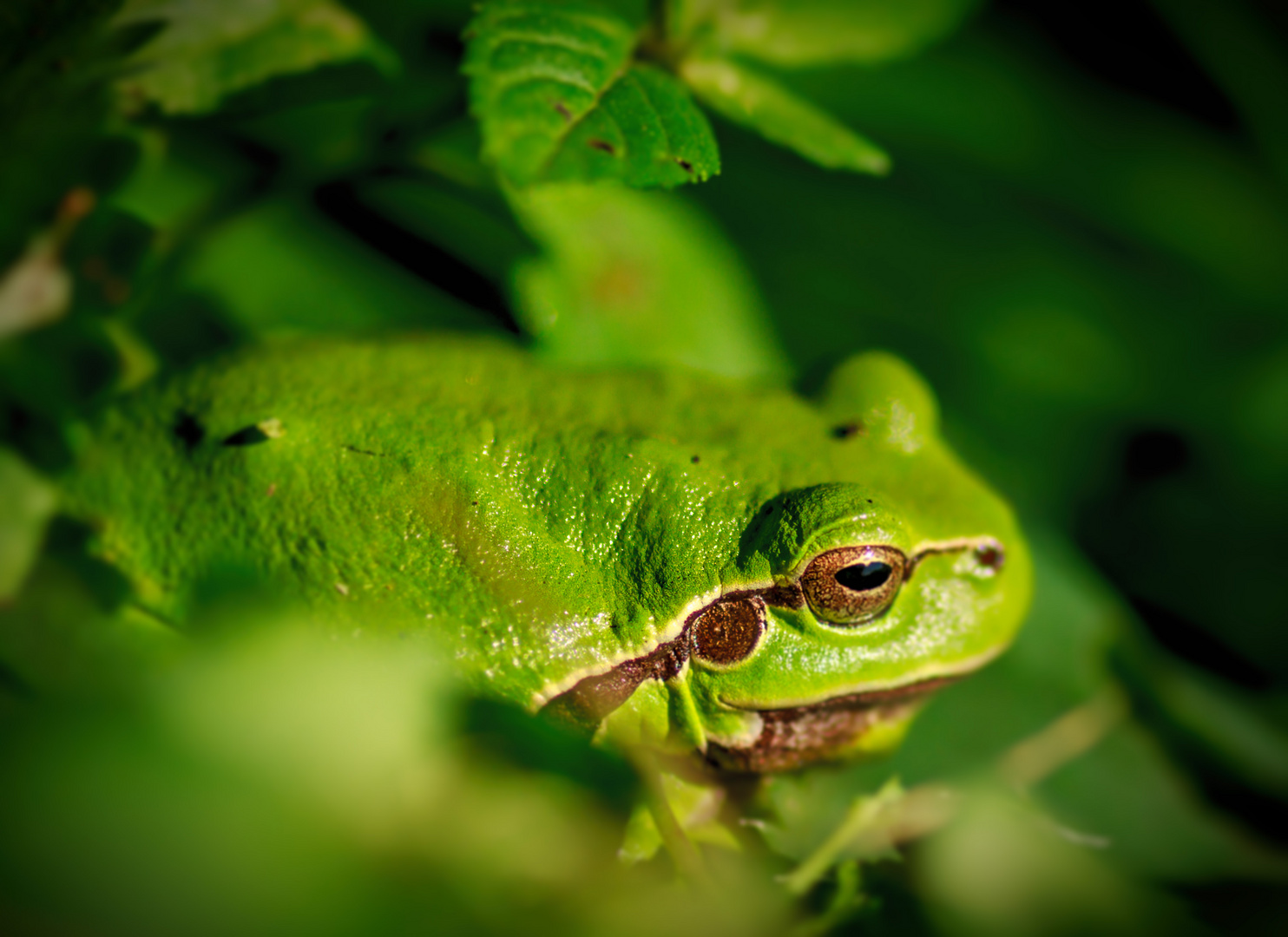 der Laubfrosch