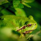 der Laubfrosch