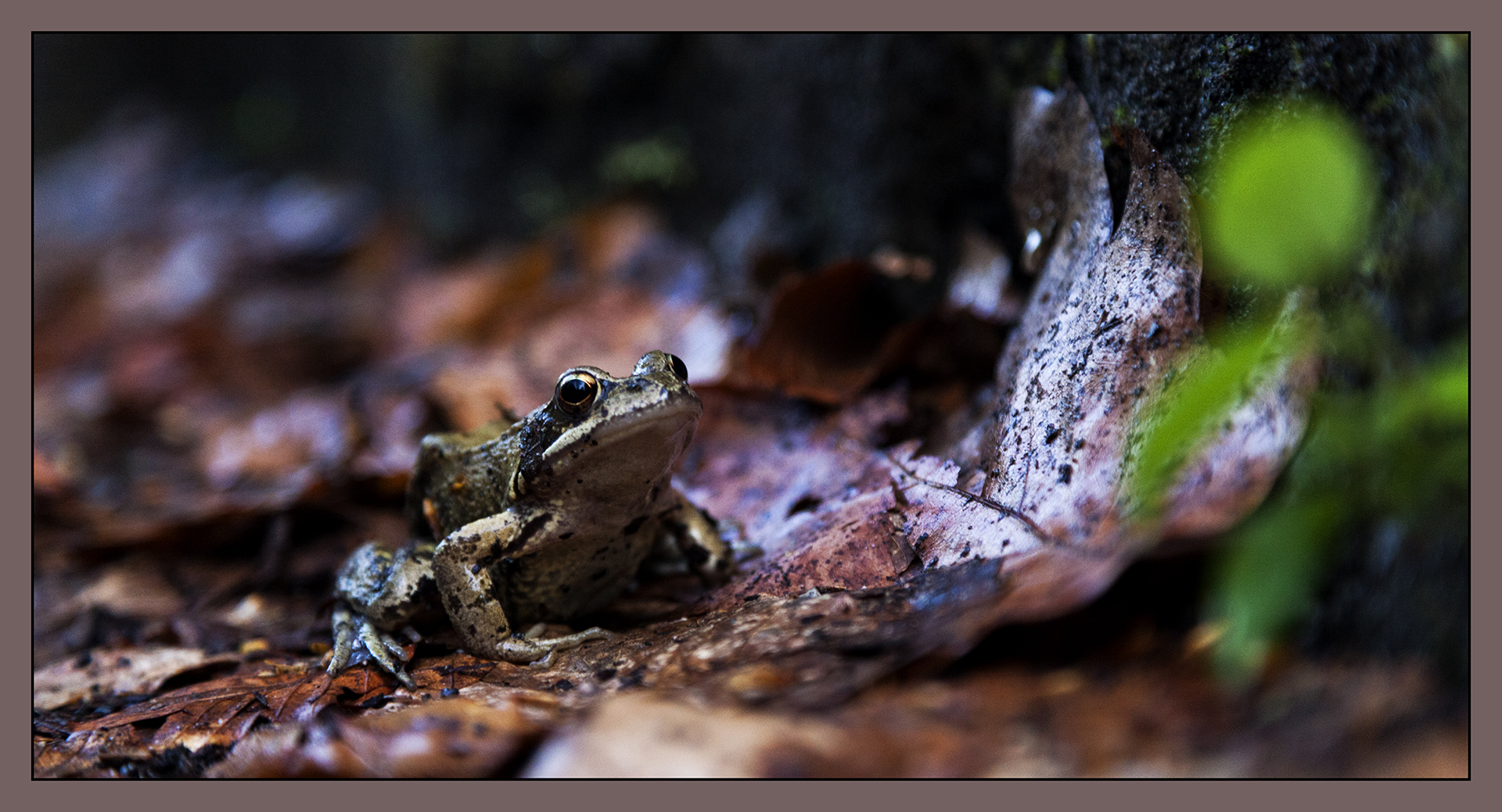 Der Laubfrosch