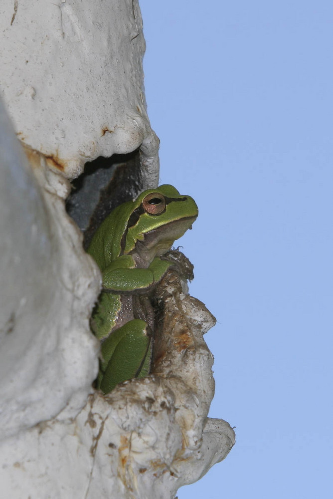 Der Laubfrosch auf dem Balkon