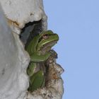 Der Laubfrosch auf dem Balkon