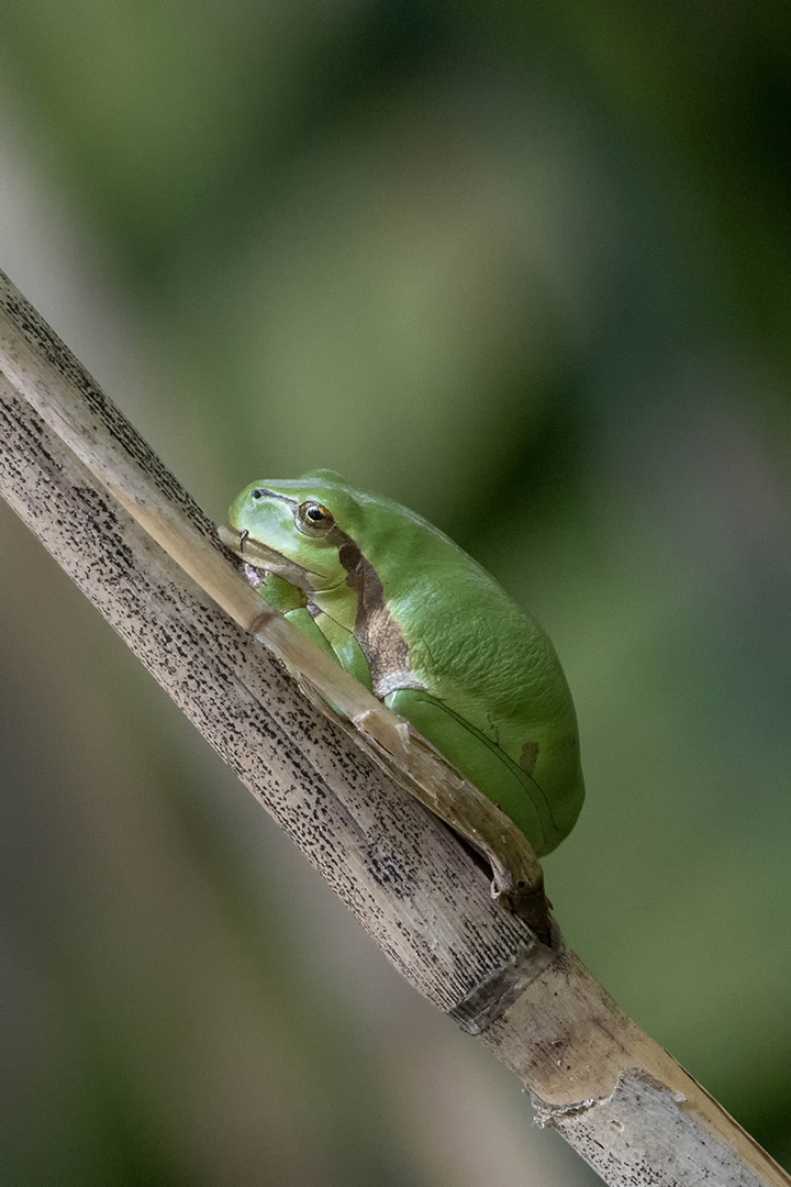 Der Laubfrosch