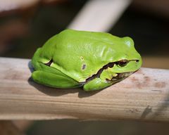 Der Laubfrosch, in Bayern stark gefährdet.