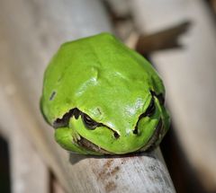 Der Laubfrosch, in Bayern stark gefährdet.