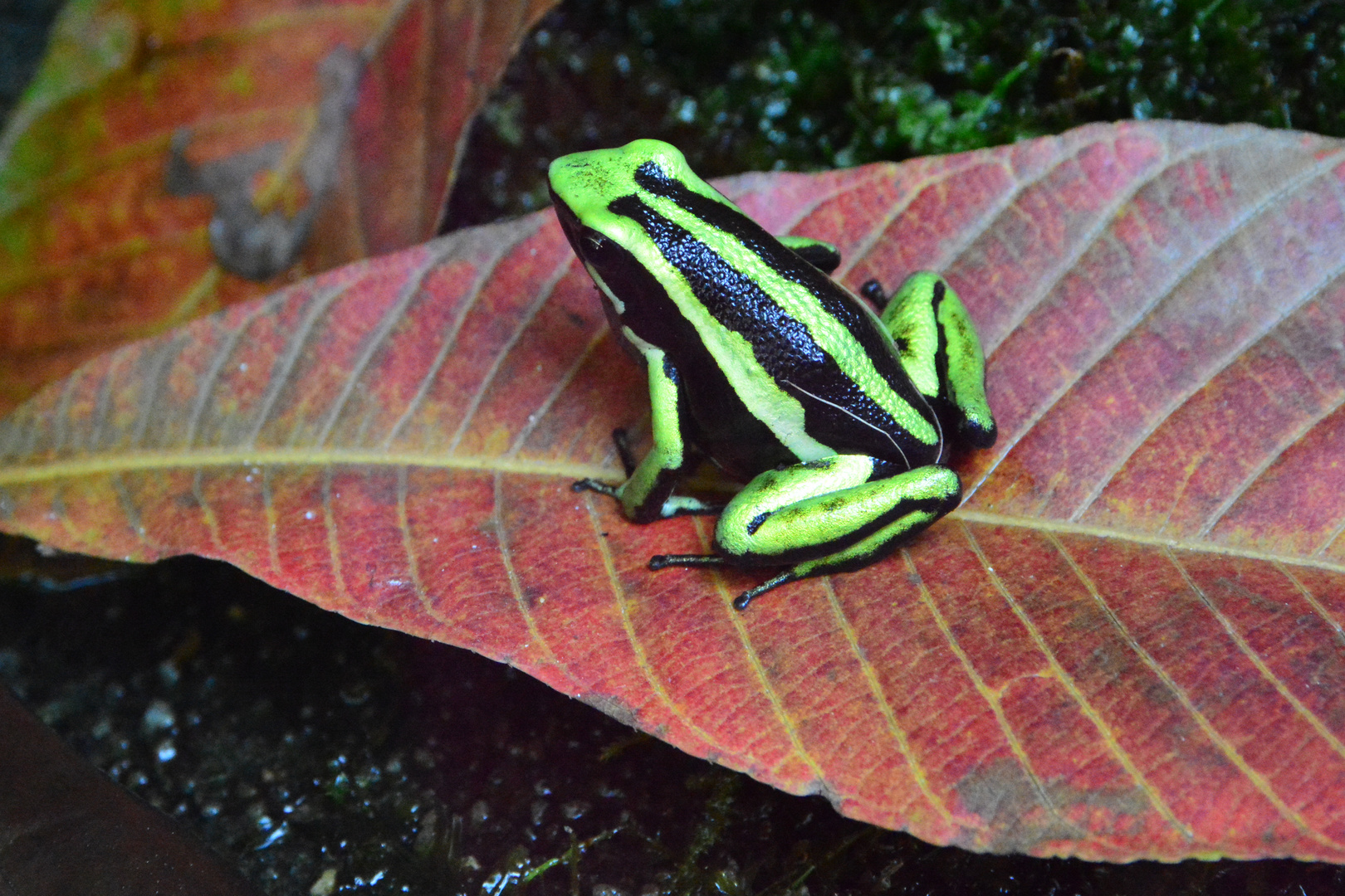 Der Laubfrosch, nur ein paar Millimeter groß...