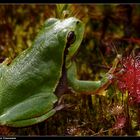 Der Laubfrosch von Bornholm ...- The tree frog of bornholm