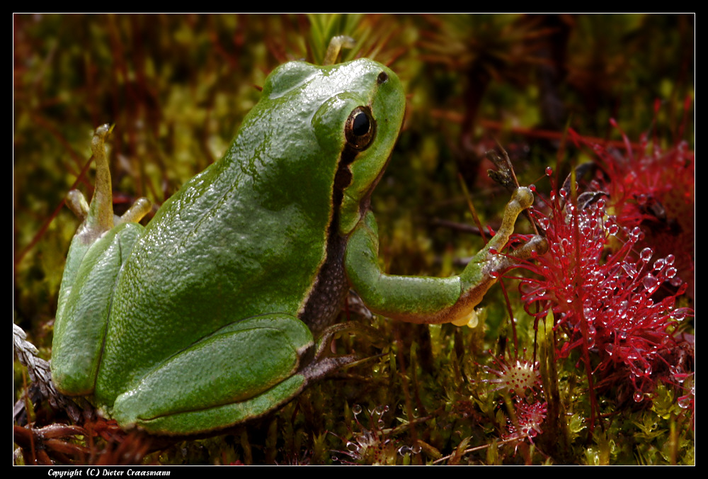 Der Laubfrosch von Bornholm ...- The tree frog of bornholm