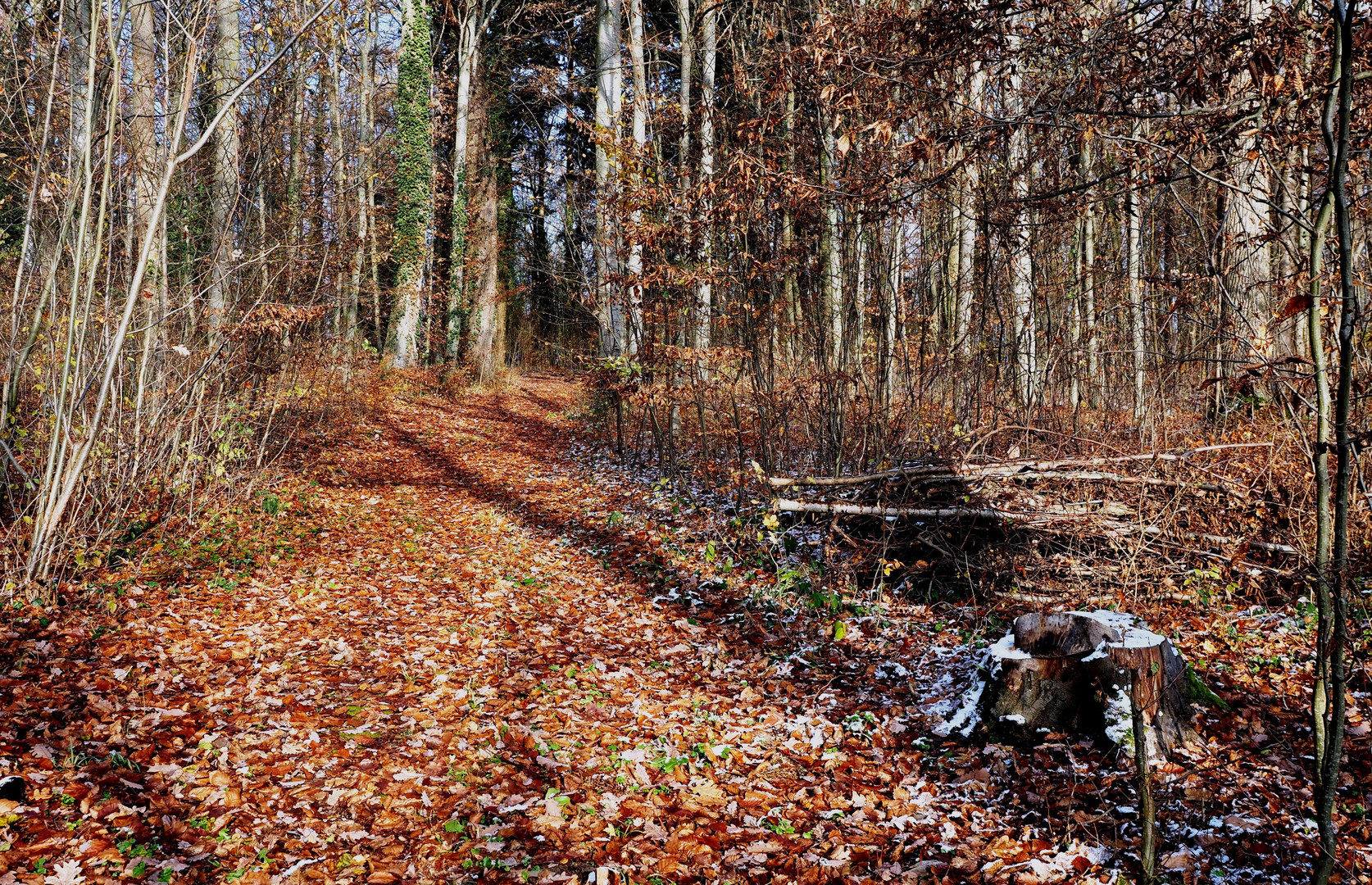 Der Laubteppich des Waldweges