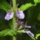 Der Lauch- Gamander (Teucrium scordium)