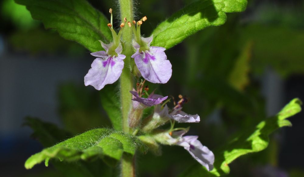 Der Lauch- Gamander (Teucrium scordium)