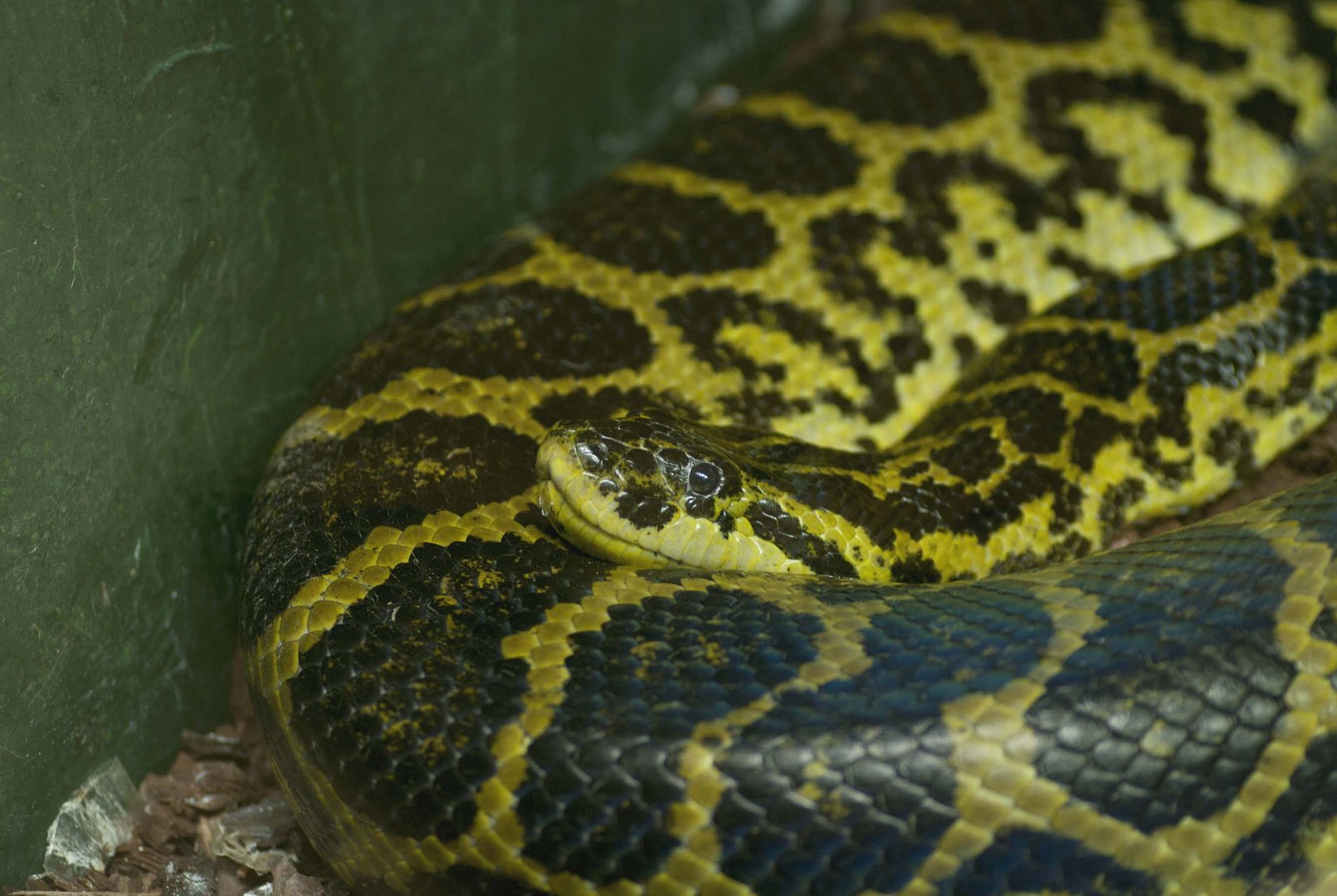 Der Lauerjäger - Gelbe Anakonda fotografiert im Regensburger Reptilienzoo