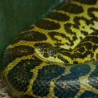 Der Lauerjäger - Gelbe Anakonda fotografiert im Regensburger Reptilienzoo