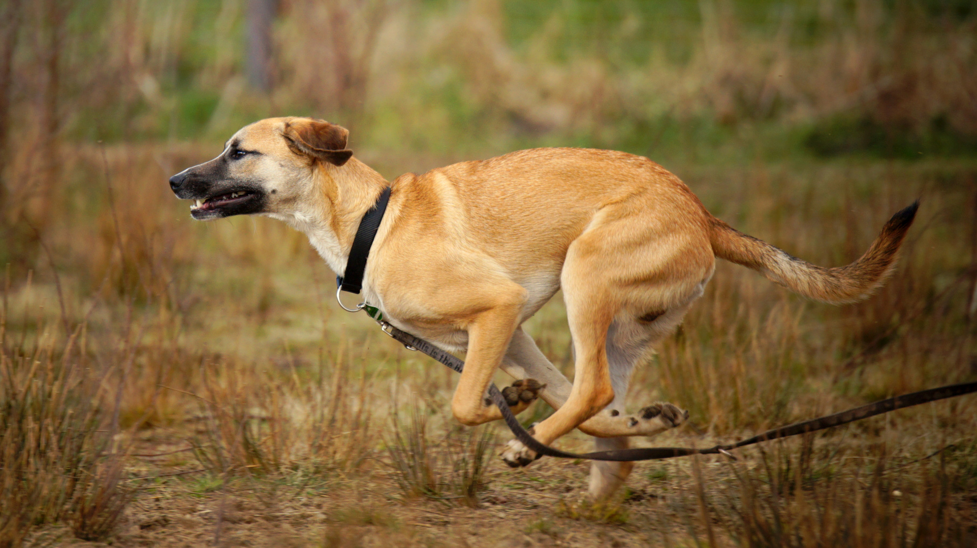 Der Lauf