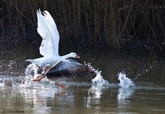 Der Lauf auf dem Wasser...