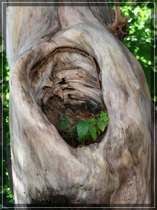 Der lauf der Natur