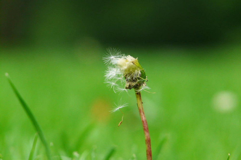 der lauf der natur