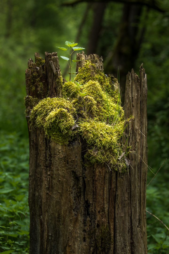 Der lauf der Natur