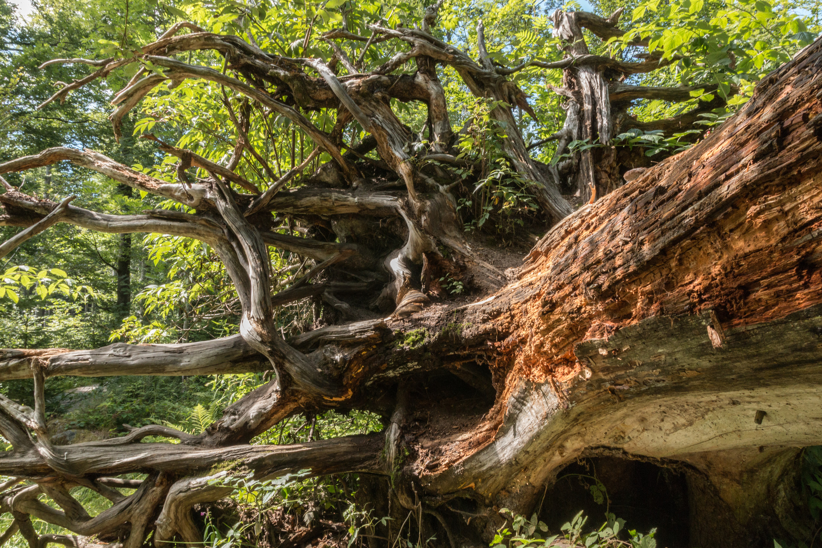 Der Lauf der Natur ... ein gefallener Riese