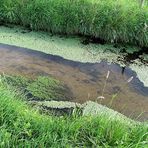 der Lauf des Wassers... mit Entengrütze !