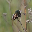 Der Laufkäfer Pterostichus cupreus