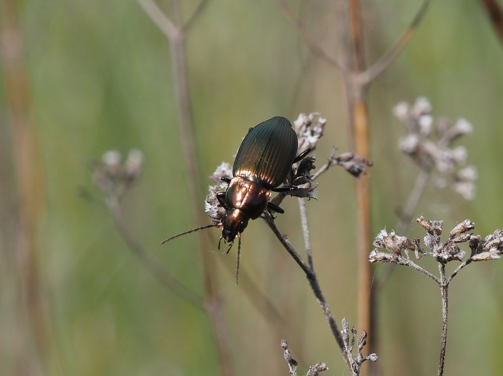 Der Laufkäfer Pterostichus cupreus