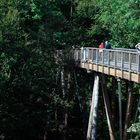 Der Laufpfad  des Baumwipfelpfades im Steigerwald 