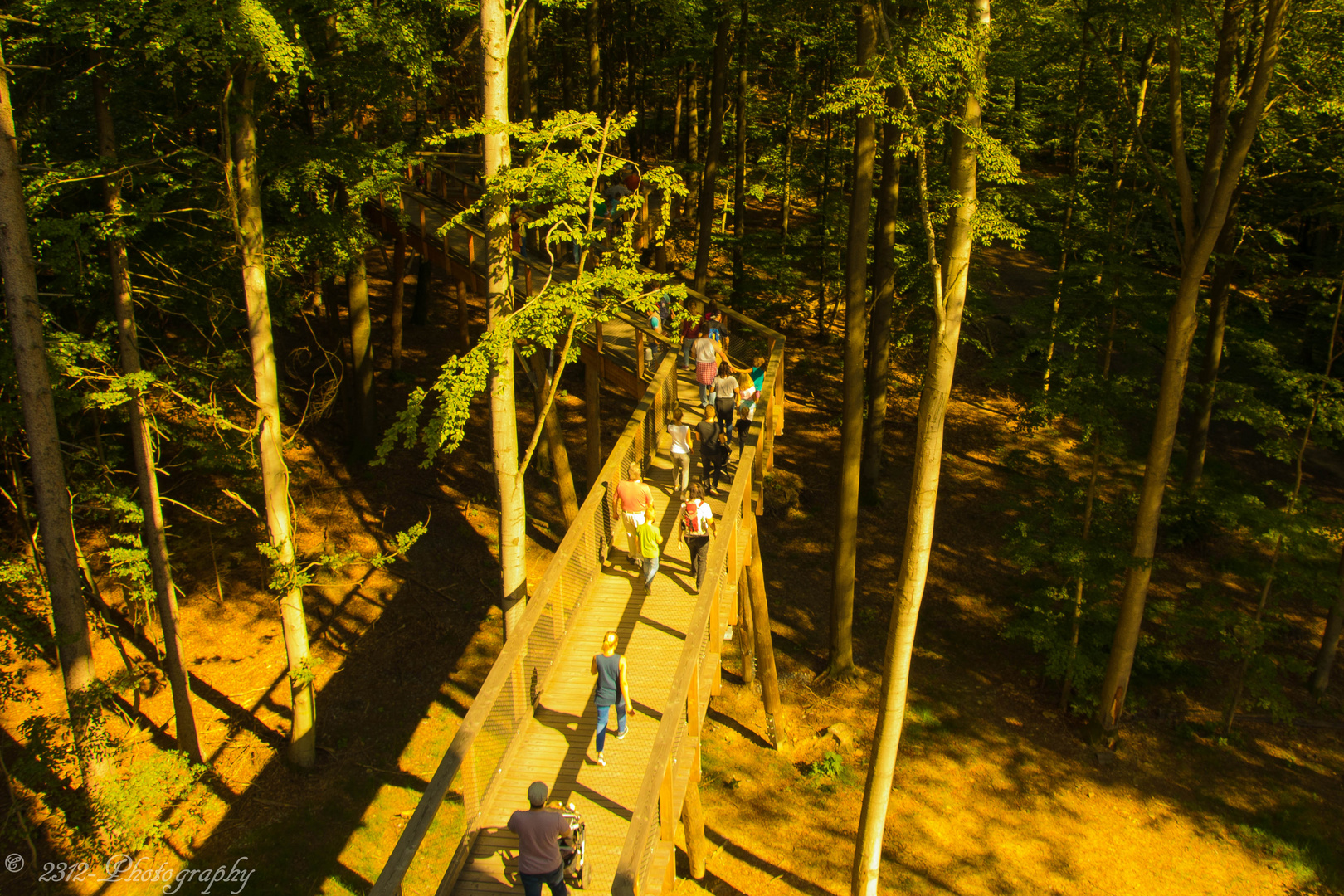 Der Laufpfad  des Baumwipfelpfades im Steigerwald