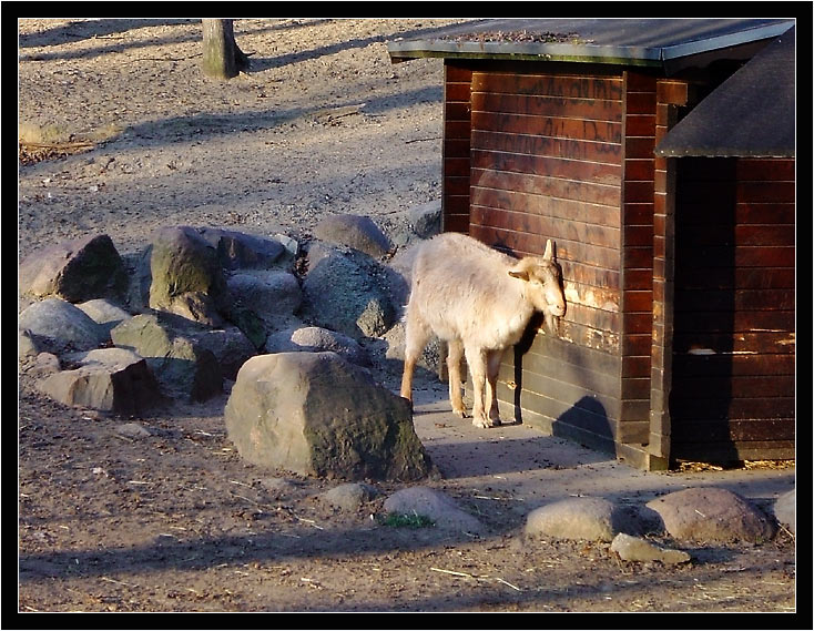 Der Lauscher an der Wand... Foto & Bild tiere, haustiere, nutztiere Bilder auf