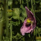 Der Lauscher im Feld