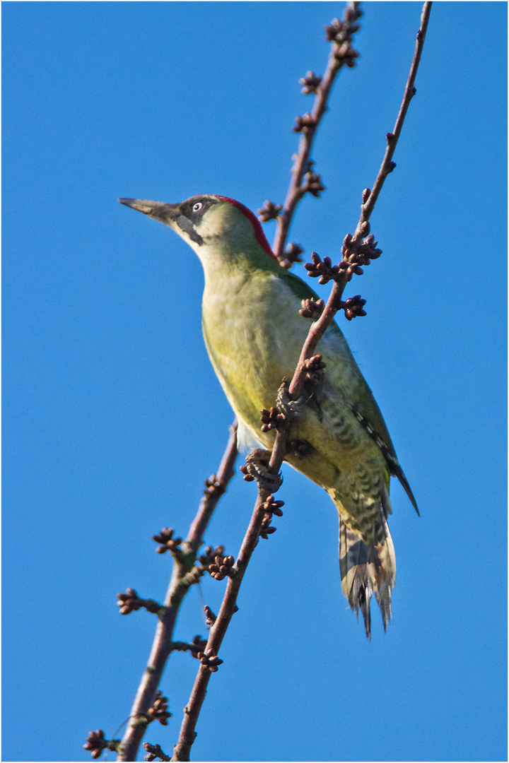 Der laute Ruf des Grünspechts (Picus viridis) . . .