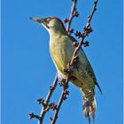 Der laute Ruf des Grünspechts (Picus viridis) . . .