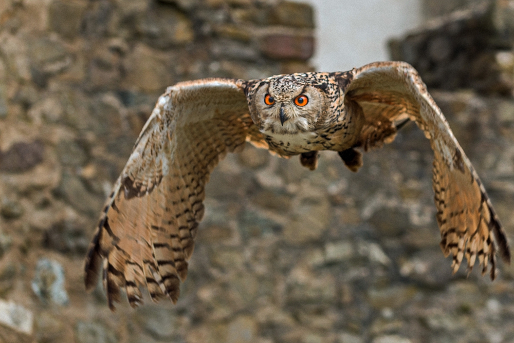 ... der lautlose Flieger