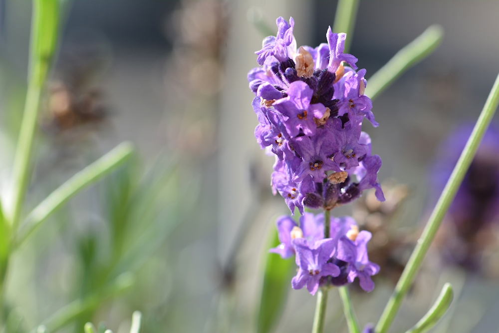 der Lavendel....