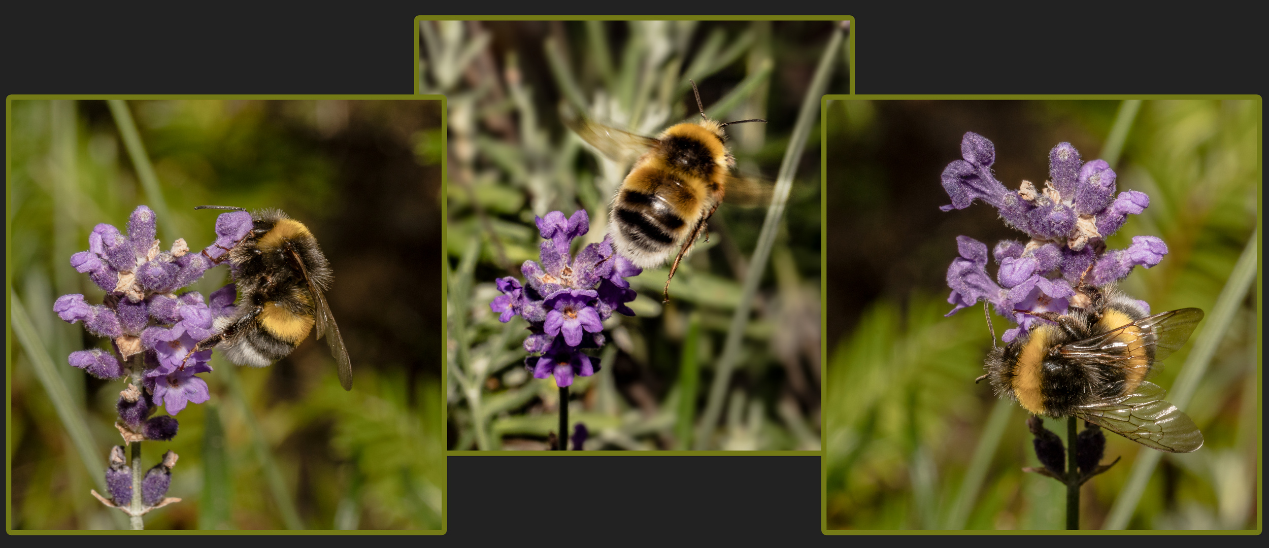 Der Lavendel ...