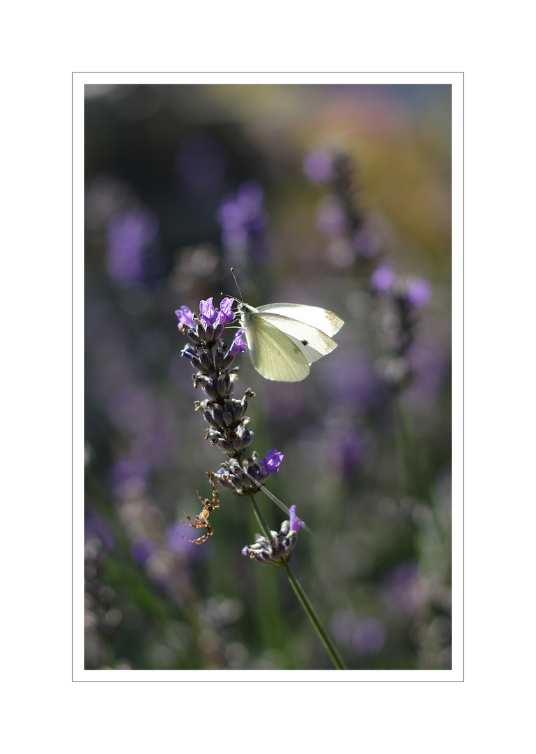 der lavendel....