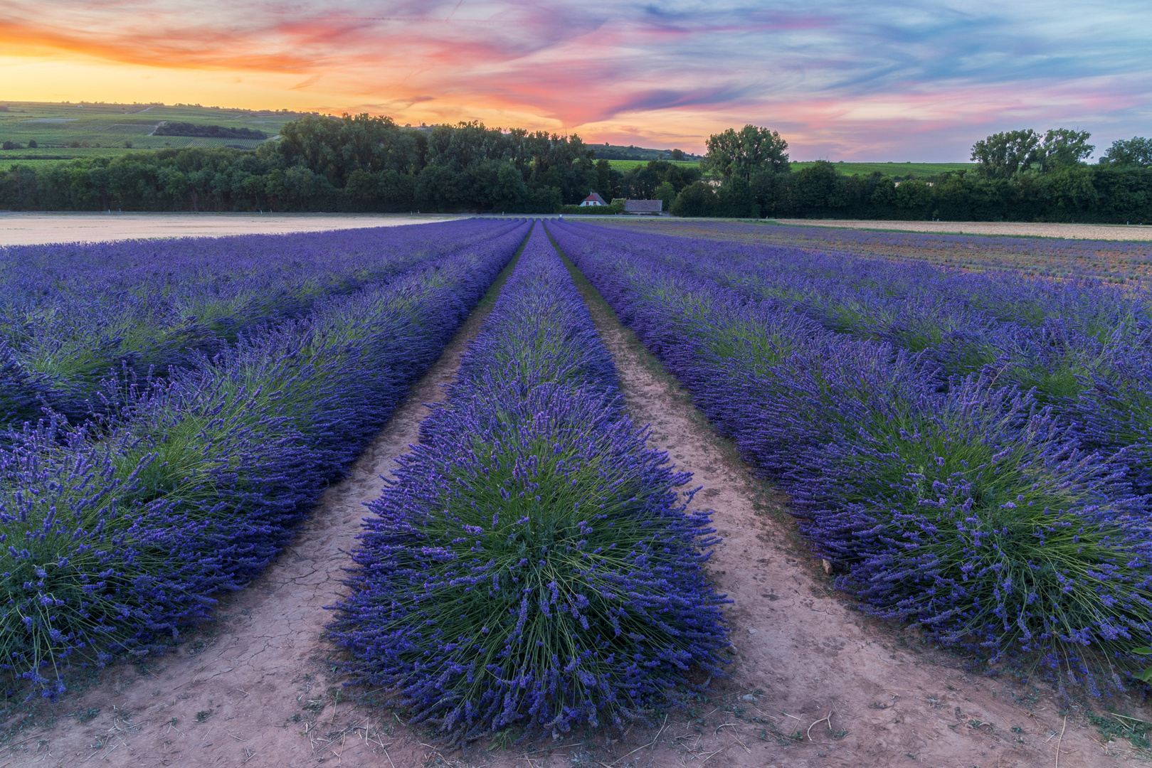 Der Lavendel blüht...