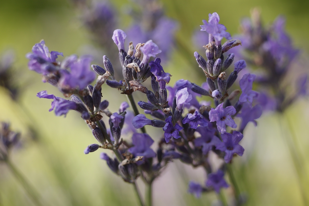 Der Lavendel blüht