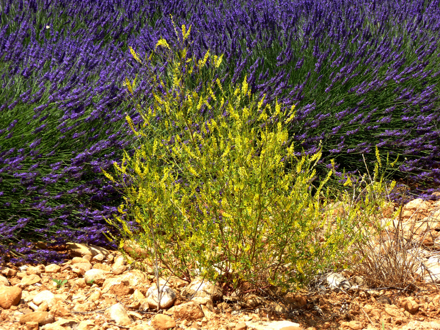 Der Lavendel blüht am Rand in blumiger Gesellschaft