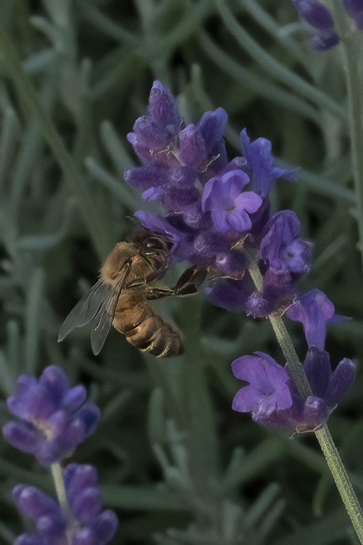 Der Lavendel blüht 