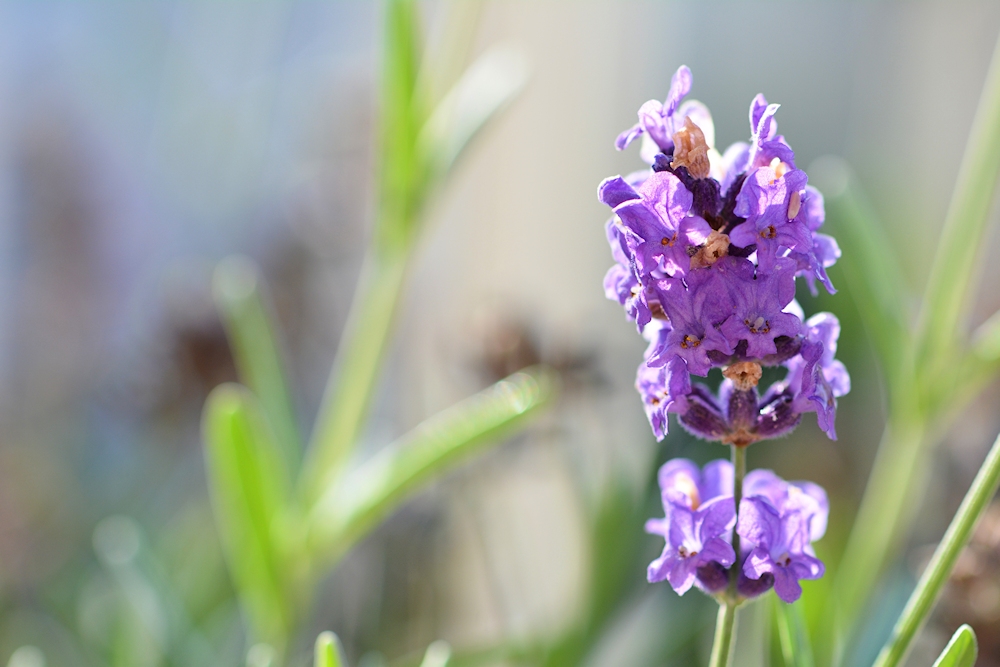 der Lavendel...