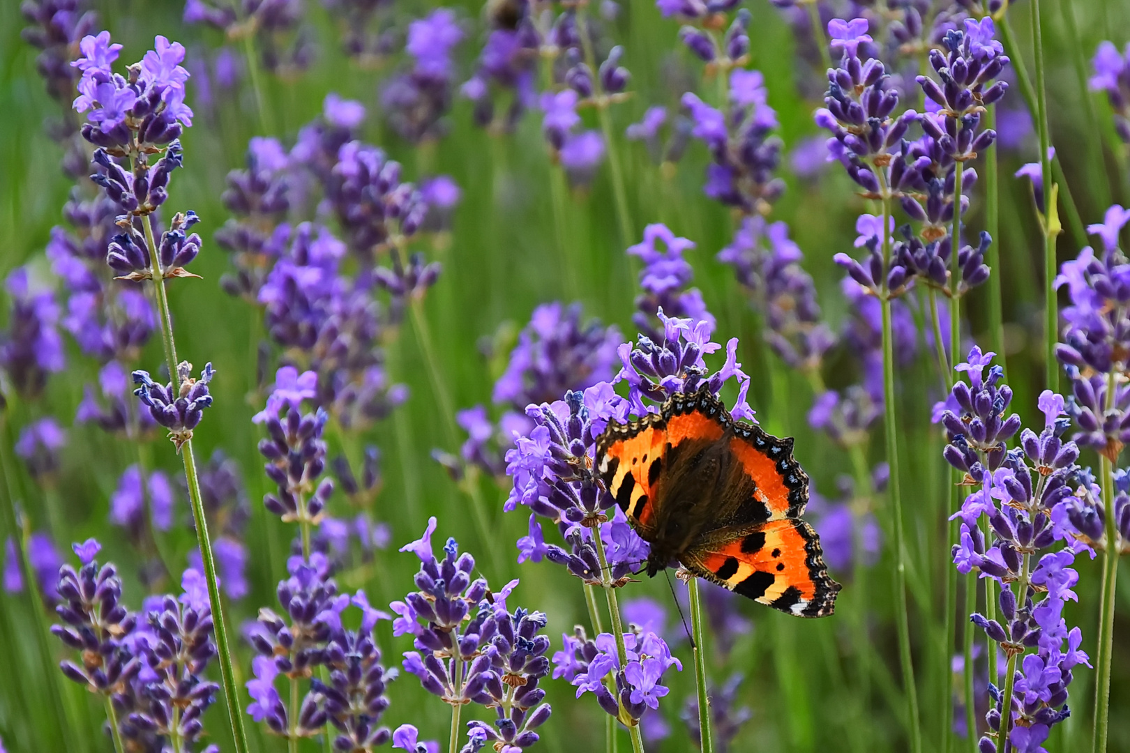 Der Lavendel 