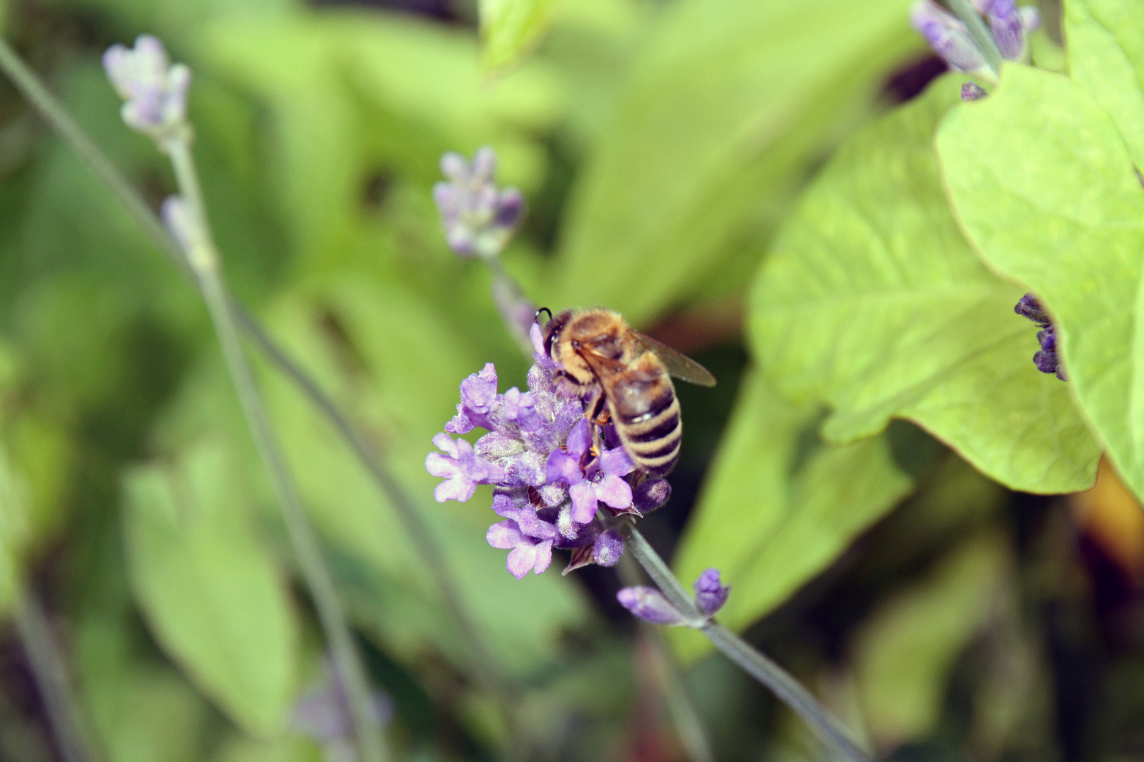 Der Lavendel gefällt nicht nur Menschen