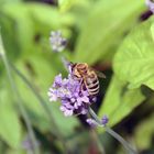 Der Lavendel gefällt nicht nur Menschen